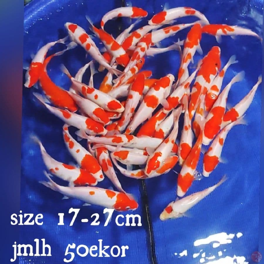 PAKET KOHAKU 17-27CM 50EKOR