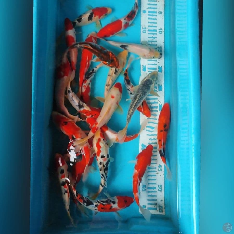 PAKET 17-22CM 22EKOR