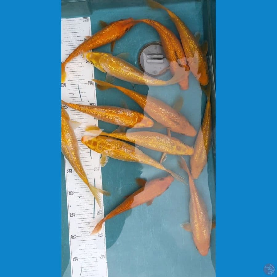 kingirin 12ekor size 23.24.26cm