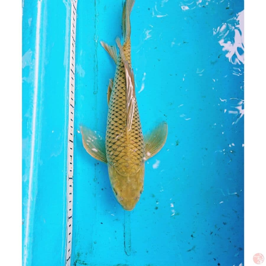 KUMPAY MIDORIGOI 33 CM