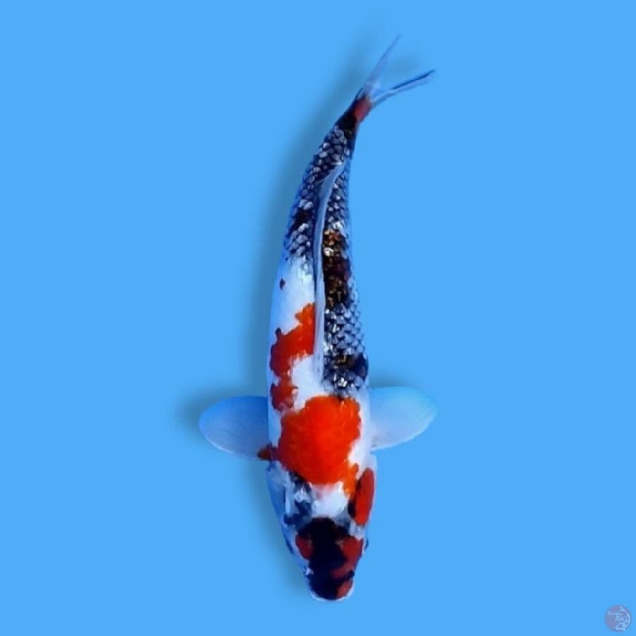 Gindrin Showa 33CM