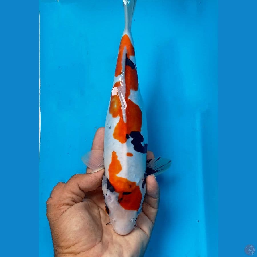 Showa doit 28cm
