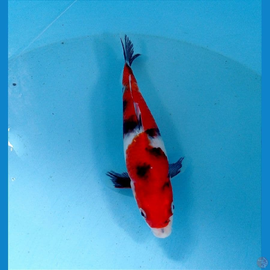 showa 18 cm