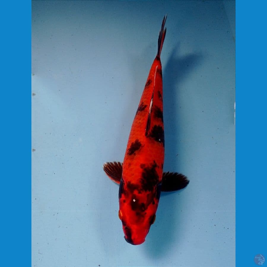 hi utsuri 27 cm