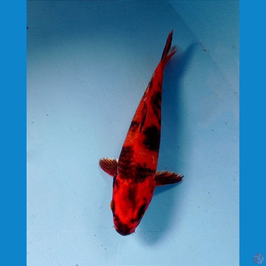 hiutsuri 23 cm