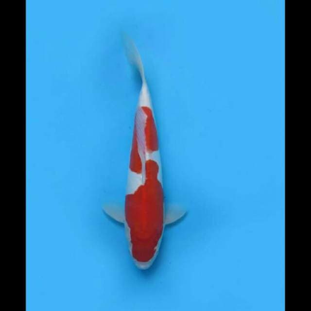 33cm Female - Kohaku Doitsu Murni Inazuma Ori