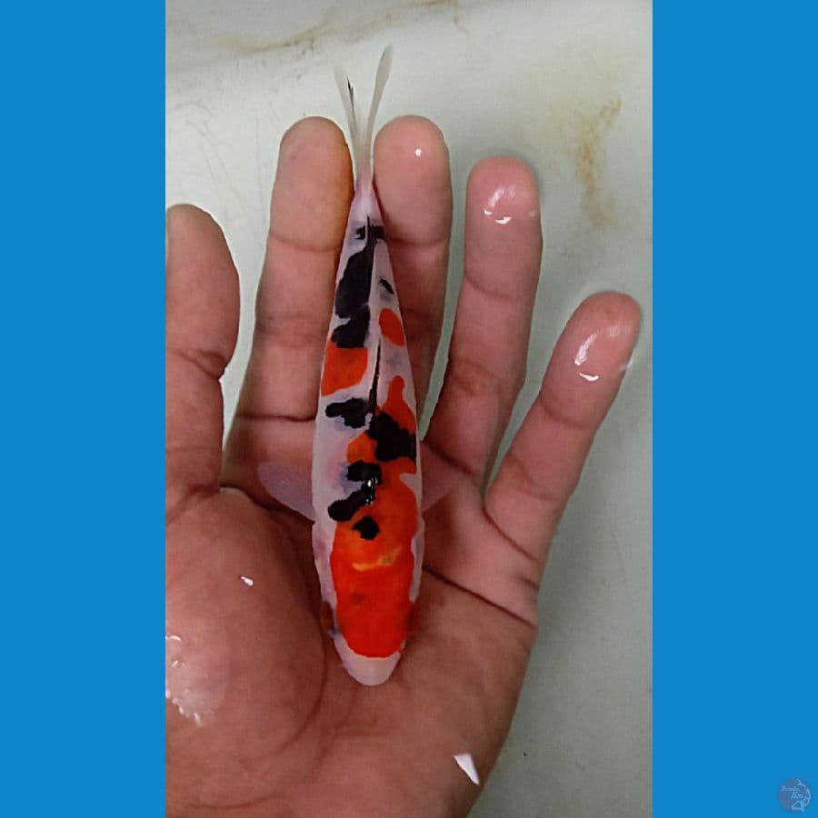 mini doitsu 14 cm