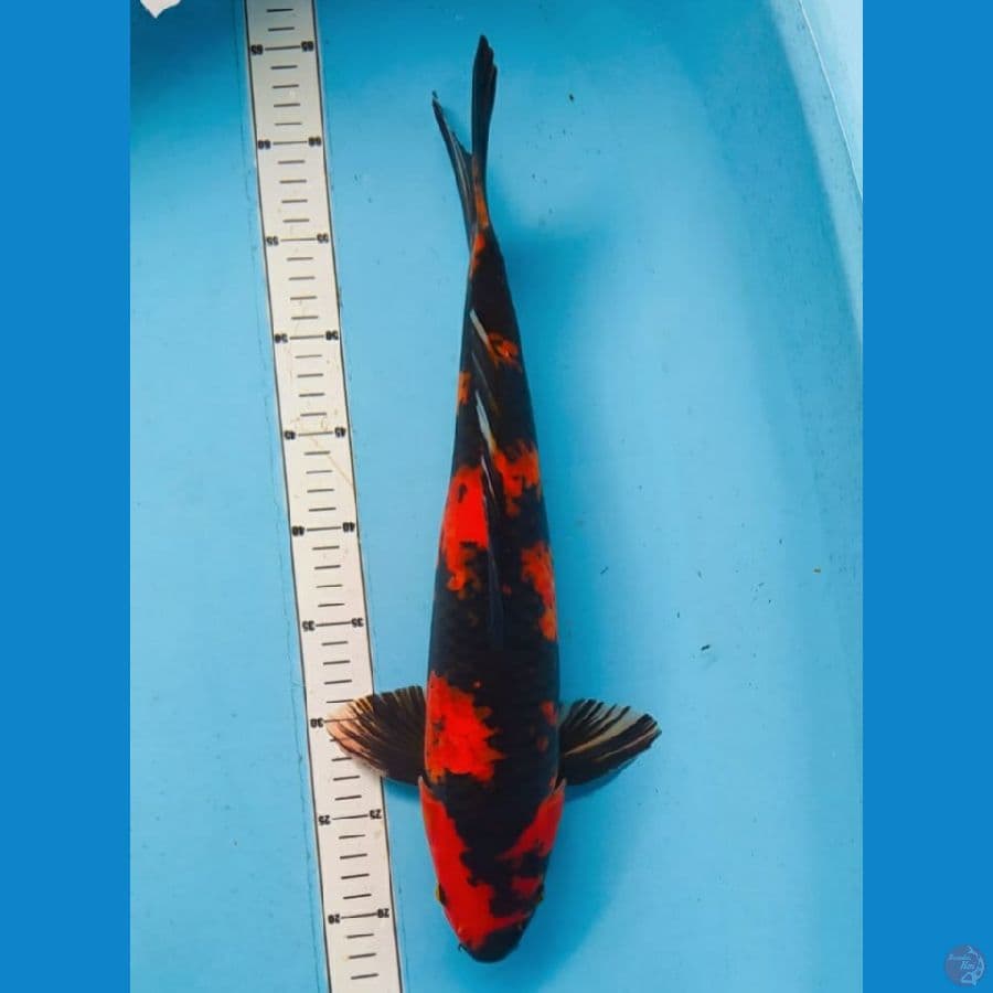 utsuri45cm