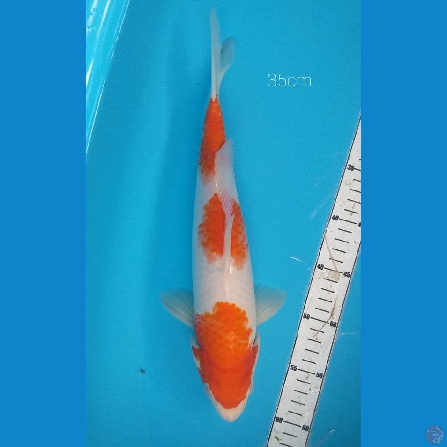 kohaku 35cm