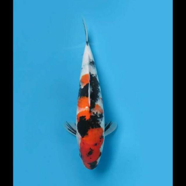 40cm Female - Showa Jumbo