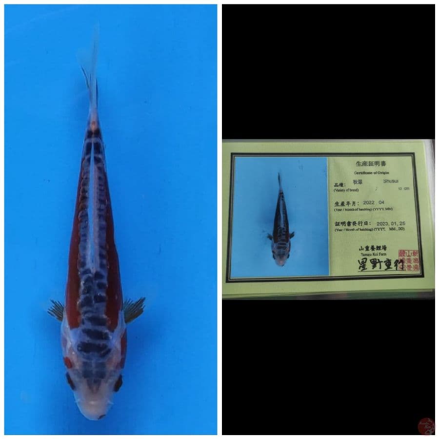 Yamaju Shusui