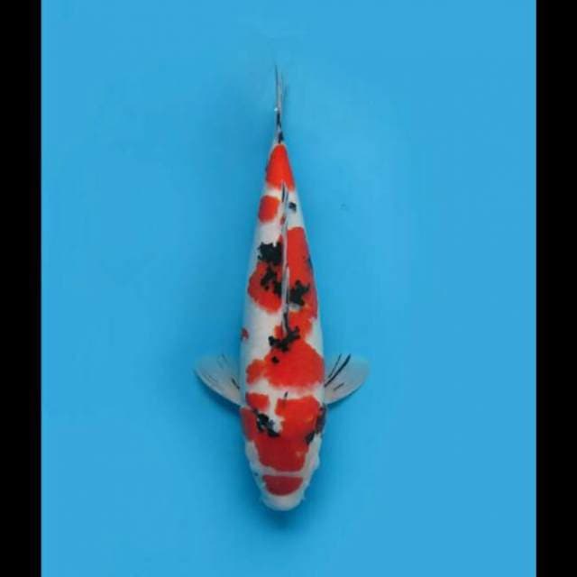 45cm Female - Jumbo Sanke Pola Ori