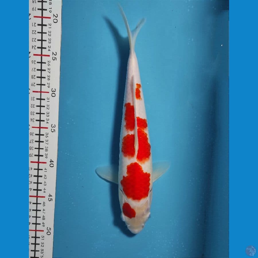 30cm
