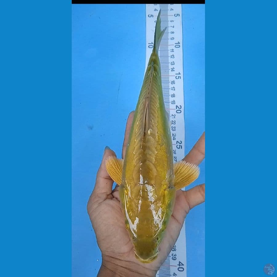 doitshu size : 27 cm : male