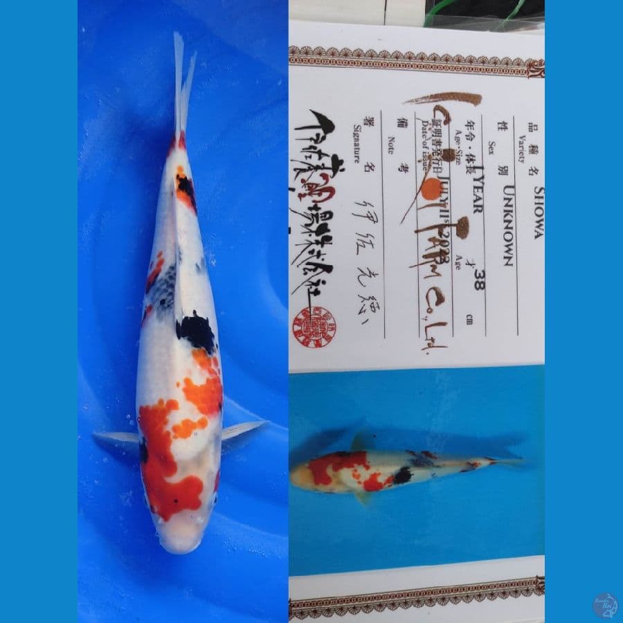 Showa 46cm ISA