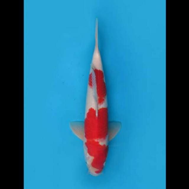 40cm Male - Super Red Kohaku Ori