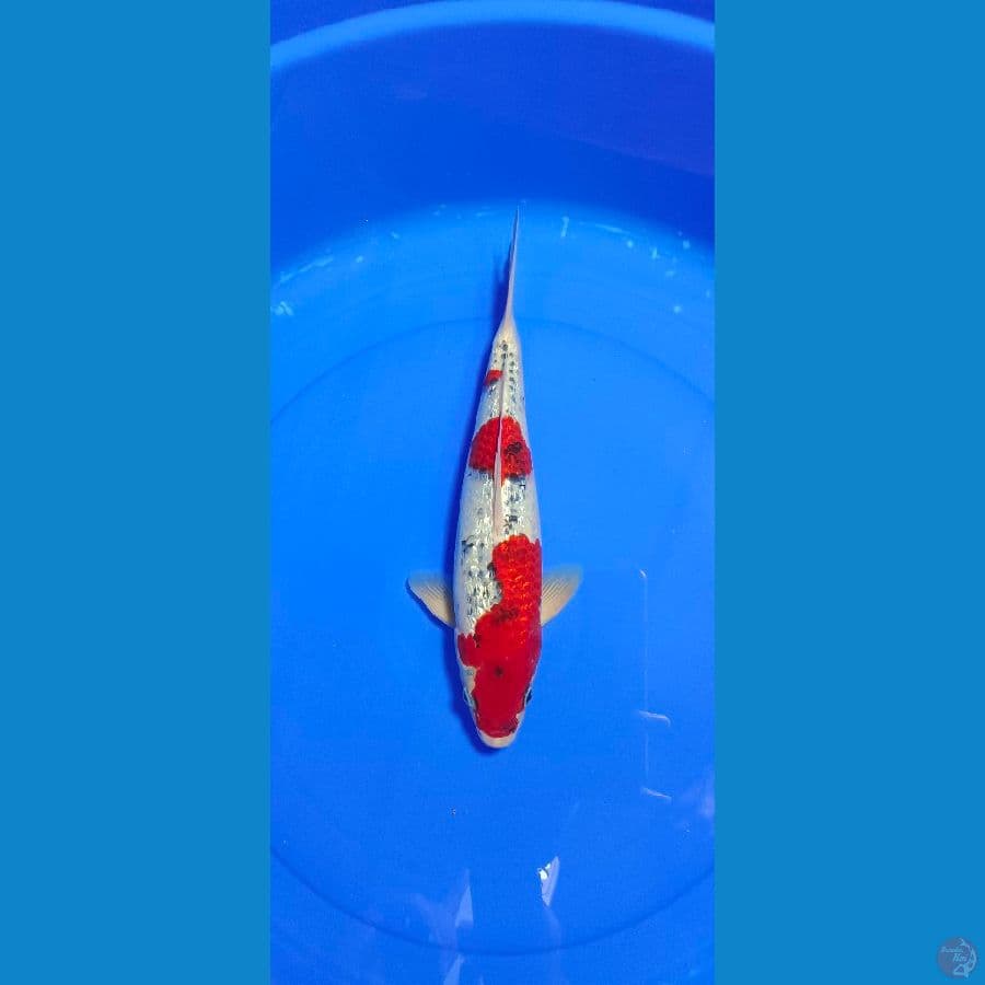 GOSIKI GINDRIN 32 CM