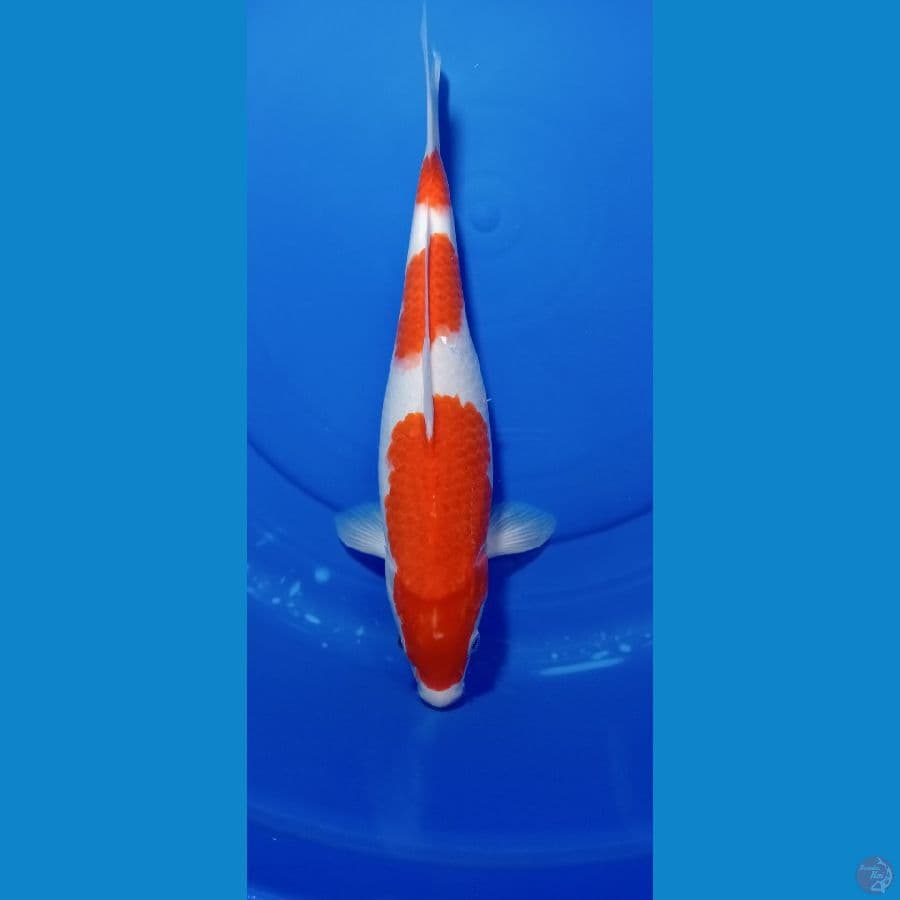 KOHAKU 3 SETEP 37 CM
