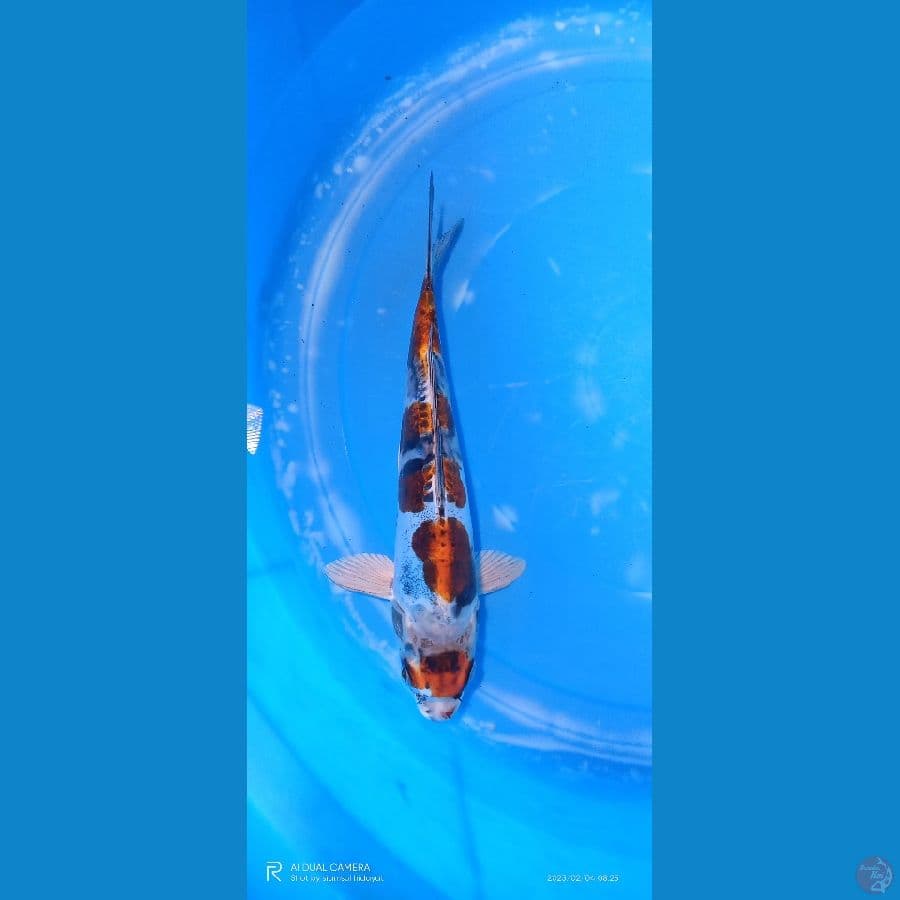 benni kikokuryu 25 cm