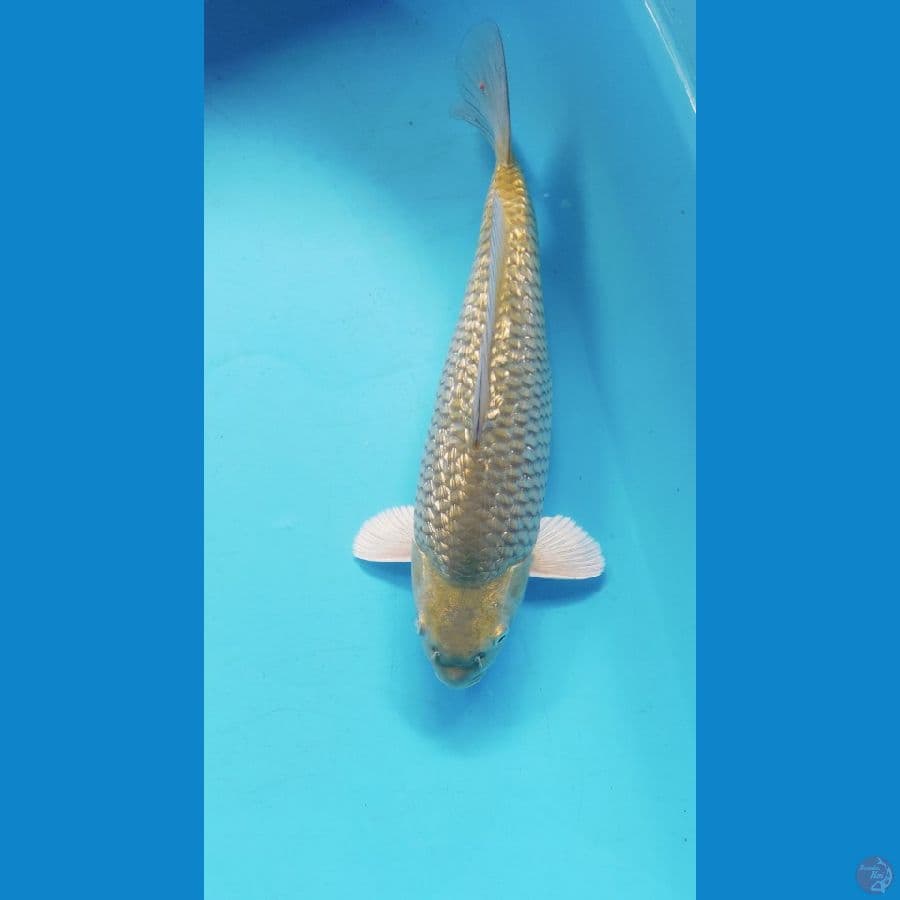 MIDORI GINRIN 32CM (MALE) PUNUK