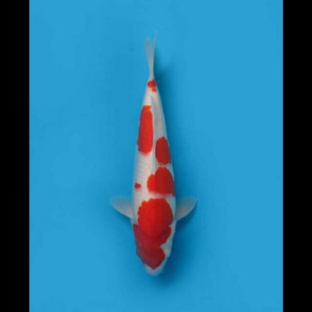 40cm Female - Jumbo Kohaku Putih Salju