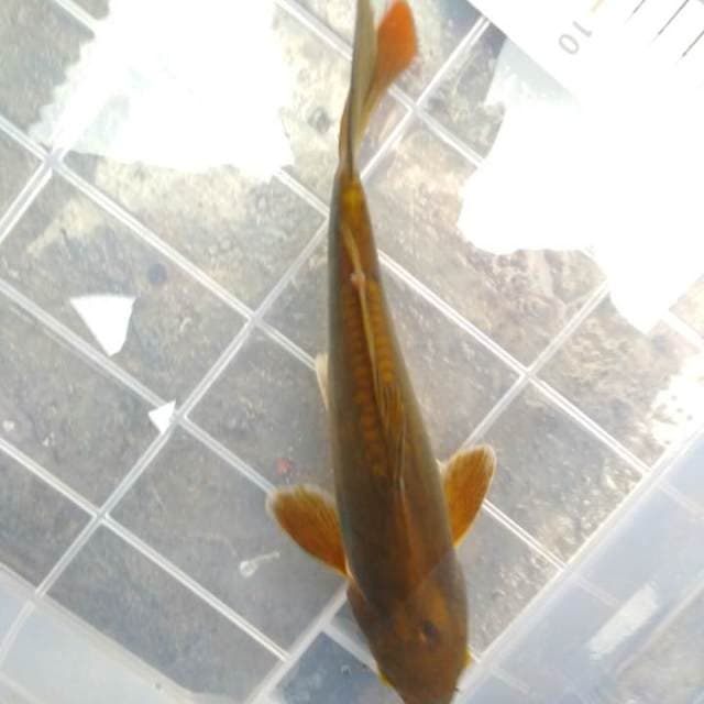 Cagoi doit mulusss. ±23cm.