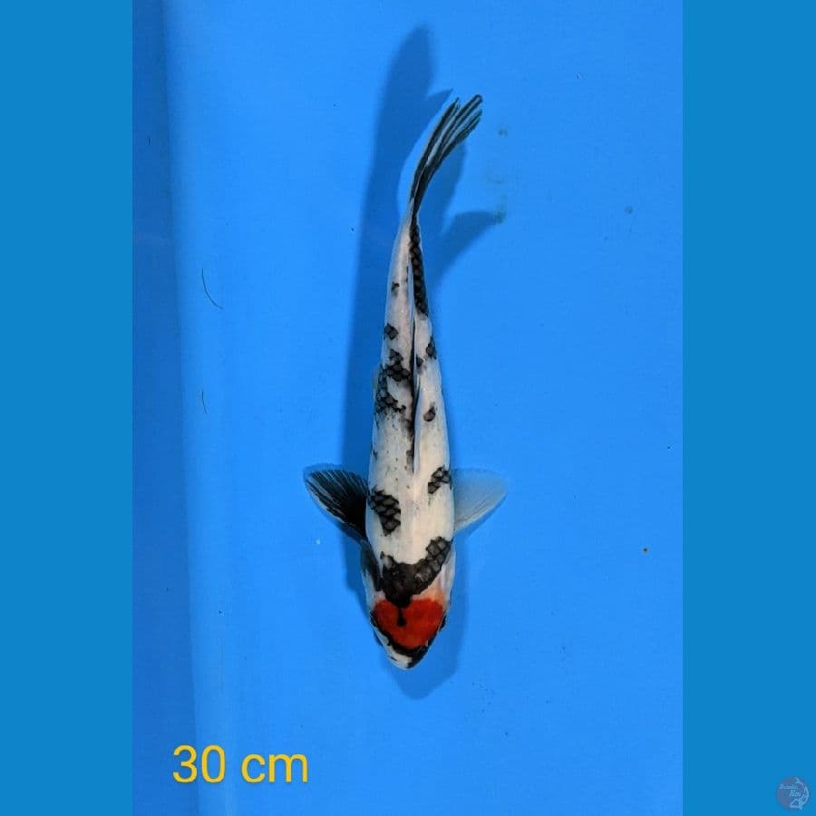 TANCHO SHOWA 30 CM