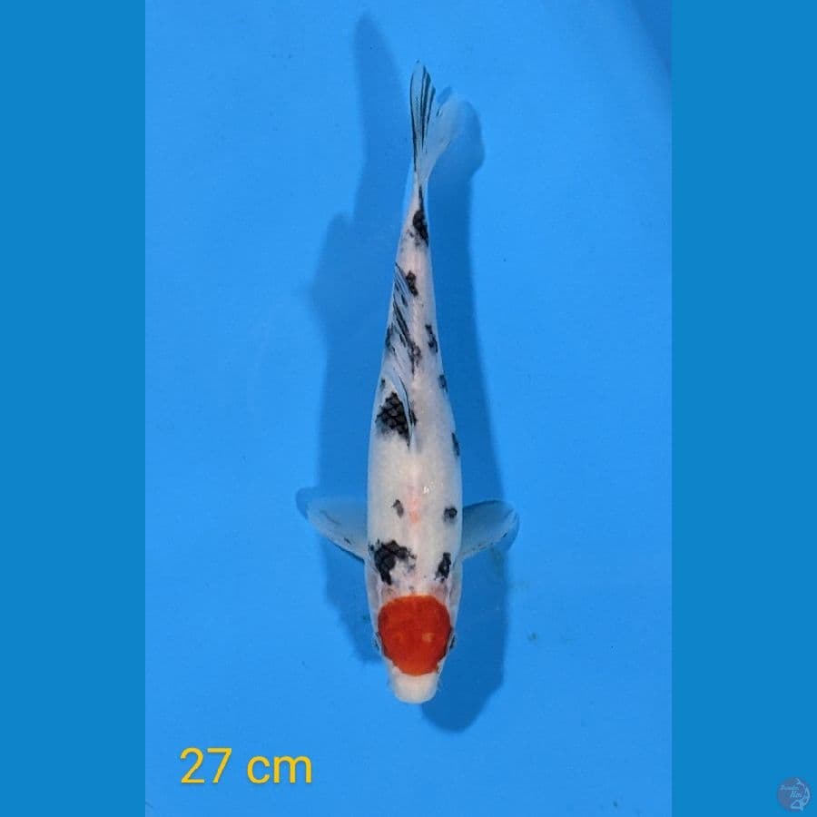 TANCHO SANKE 27 CM