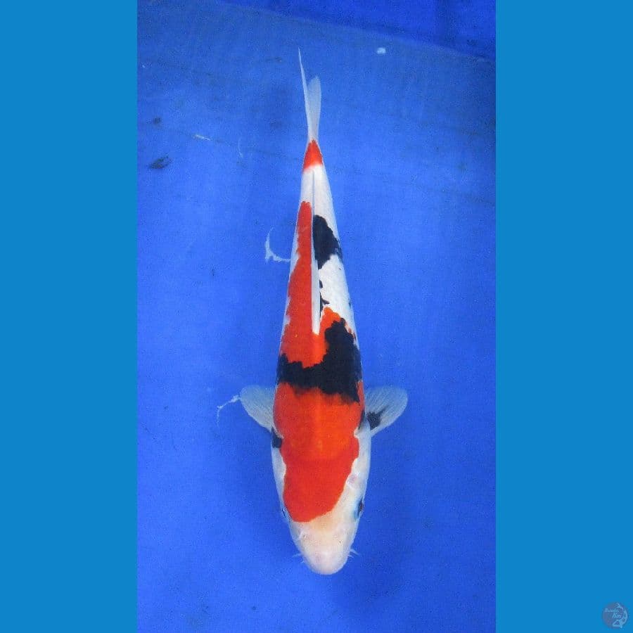 showa sansoku ±30cm