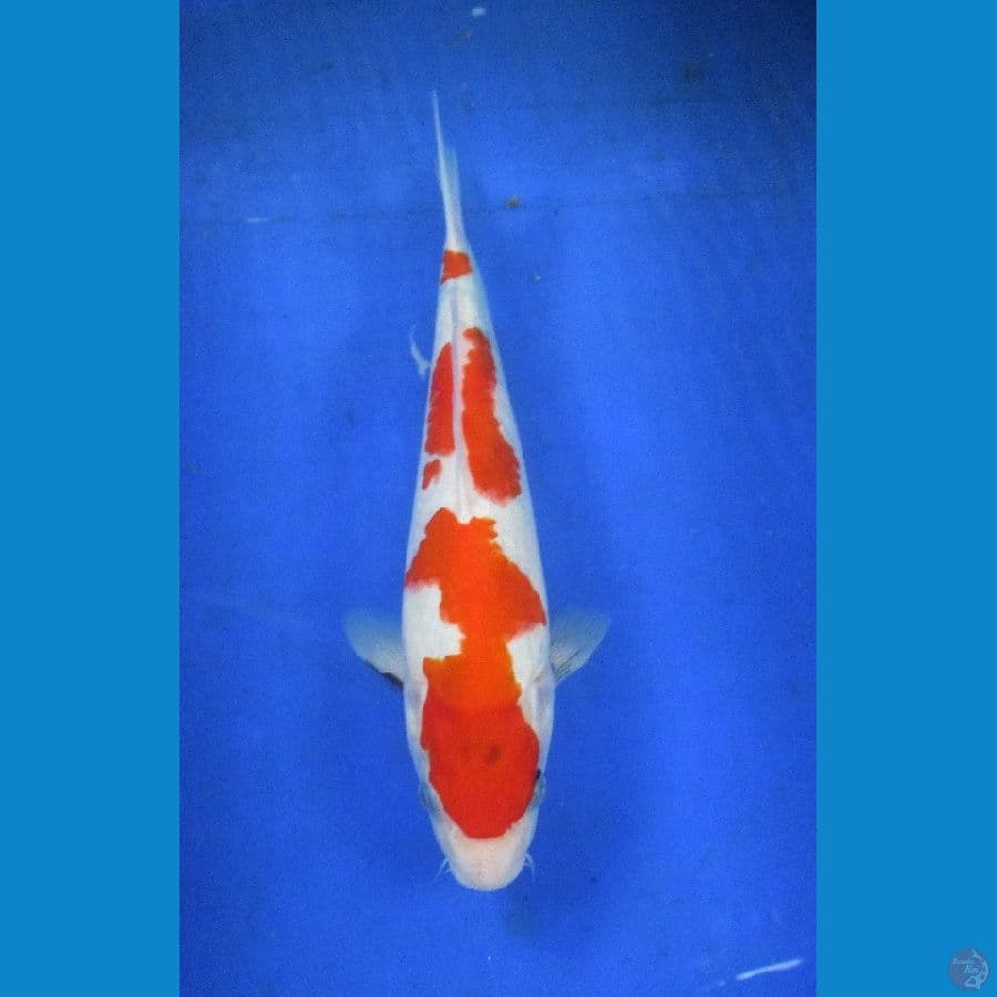 tategoi showa ±30cm