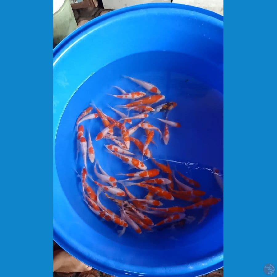 kohaku 60ekor layak dibesarkan