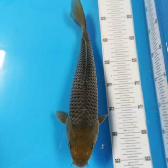32cm Soragoi