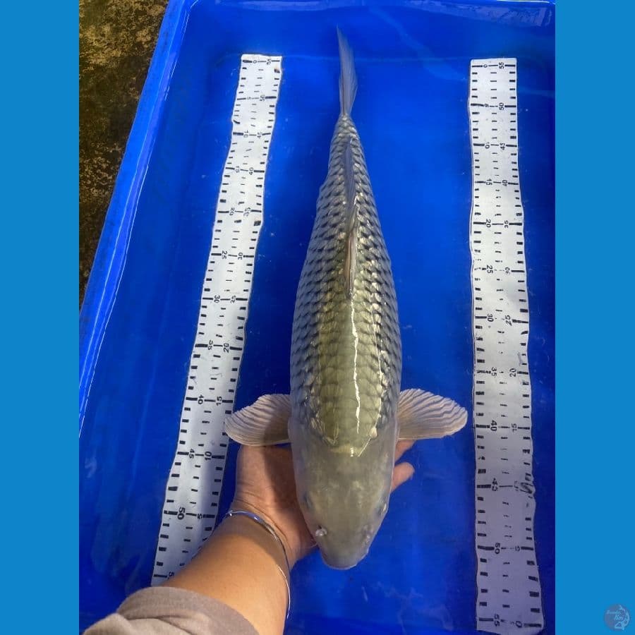 soragoi 51 cm