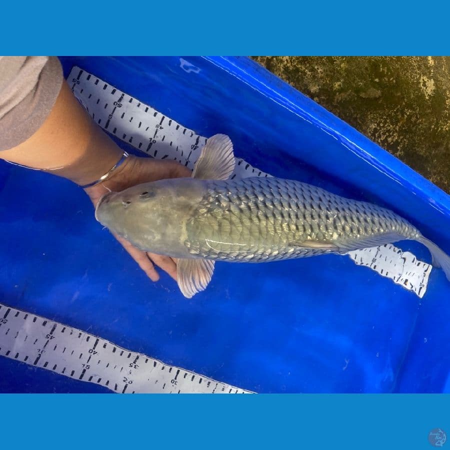 soragoi 51 cm