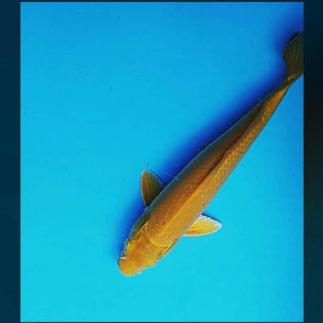 Karashi 32cm male