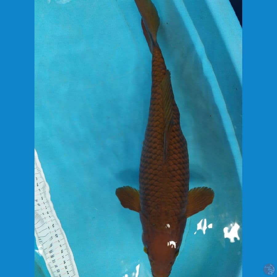 chagoi tembaga 48cm