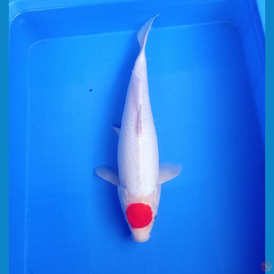 39cm Tancho kohaku boddy jozz