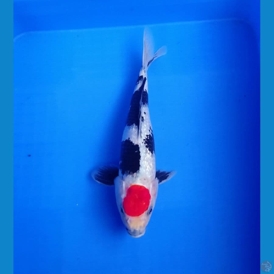 Istimewa tancho ginrin showa 31cm