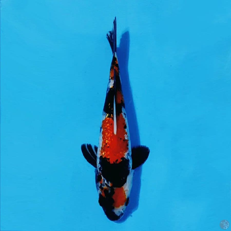 3.GINRIN SHOWA 28CM FEMALE