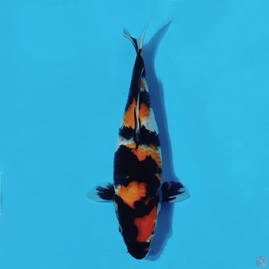 7.SHOWA SANSHOKU 30CM FEMALE