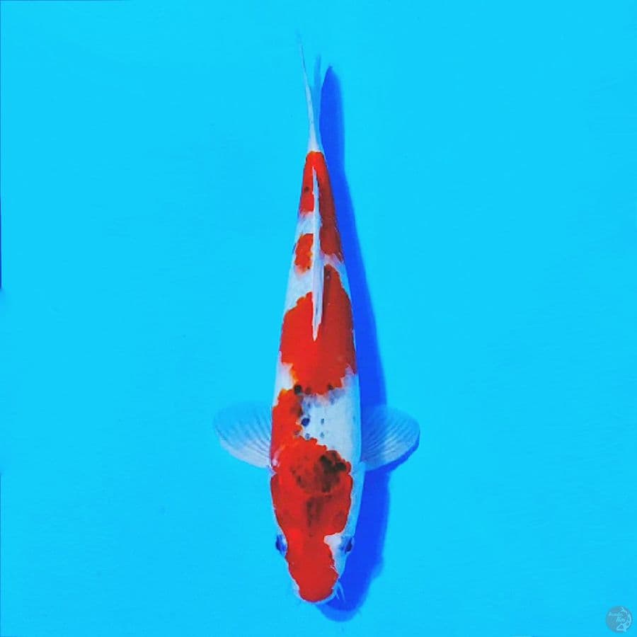 GOSHIKI 30CM MALE