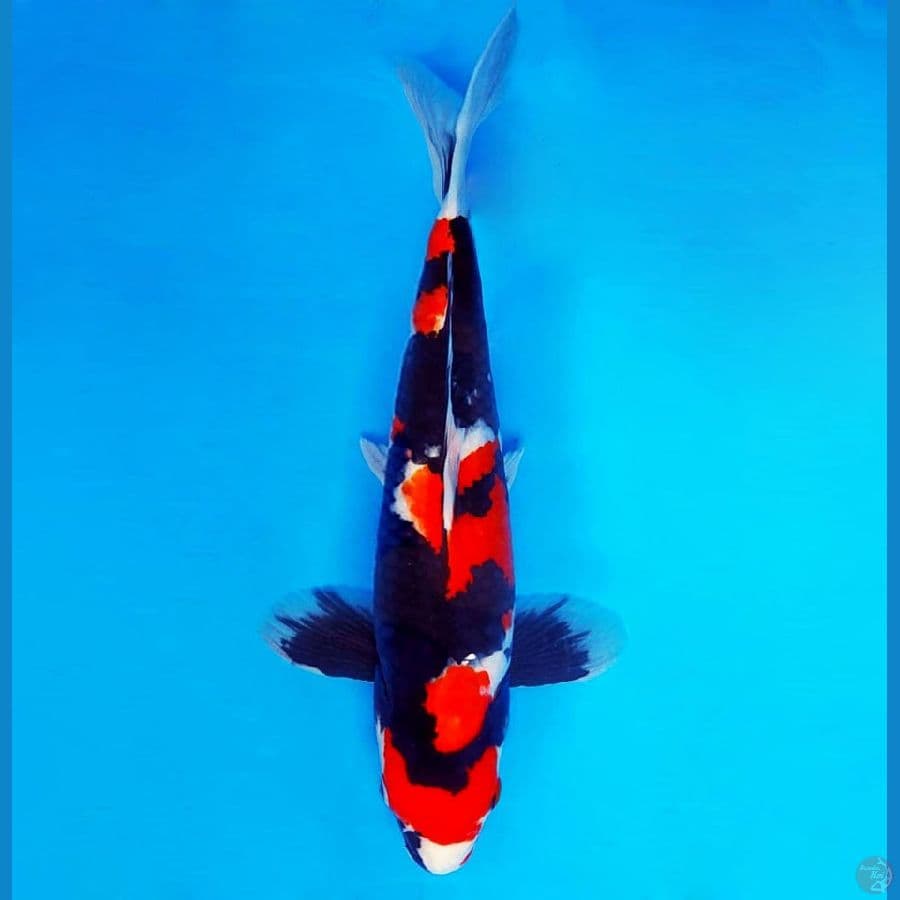 SAMOSA 3 ~ Showa 39 cm/male ®