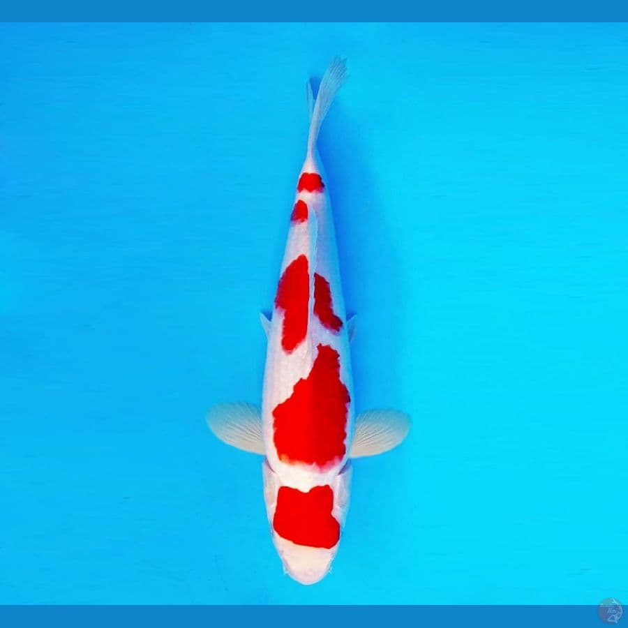 SAMOSA 4 ~ Kohaku 32 cm/male ®
