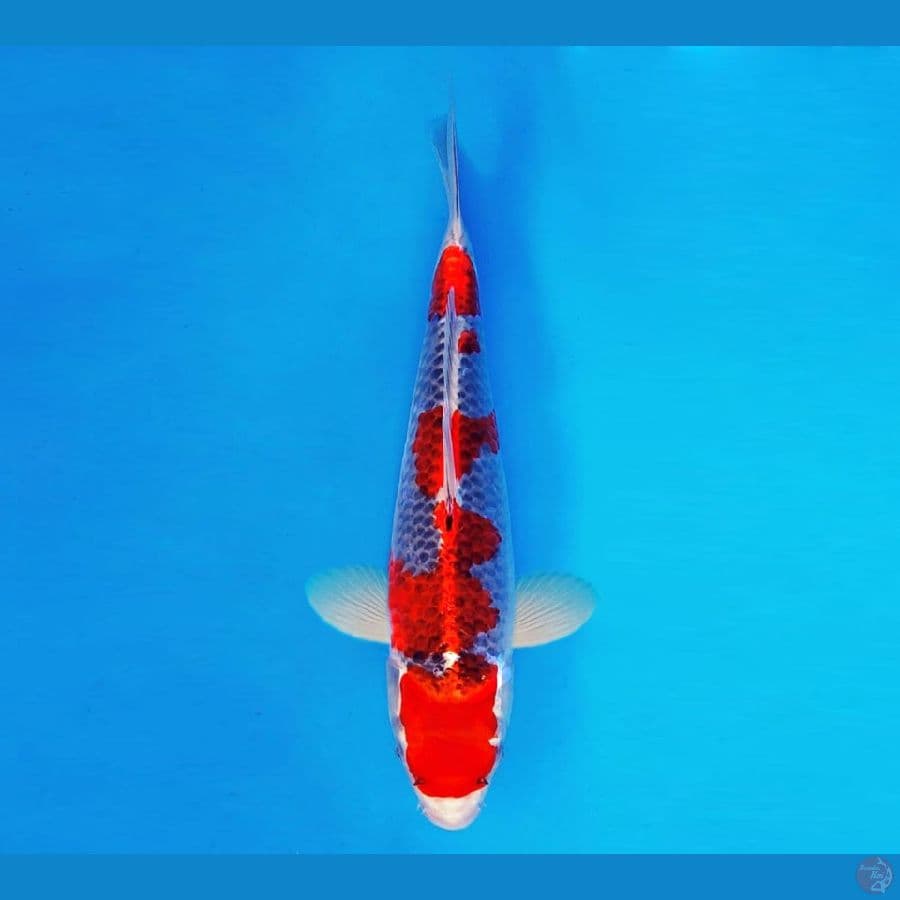 SAMOSA 14 ~ Goshiki 34 cm/fm ™