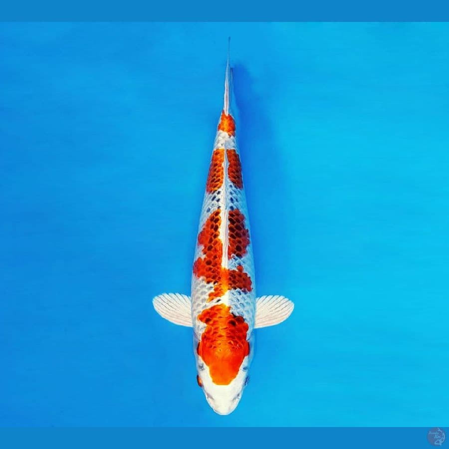 SAMOSA 15 ~ Kujaku 33 cm/male ™