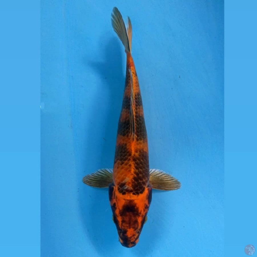 kim utsuri, 27 cm