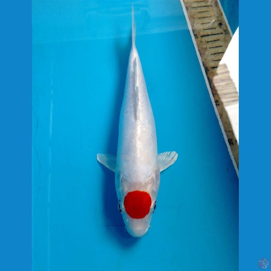 tancho 26 cm