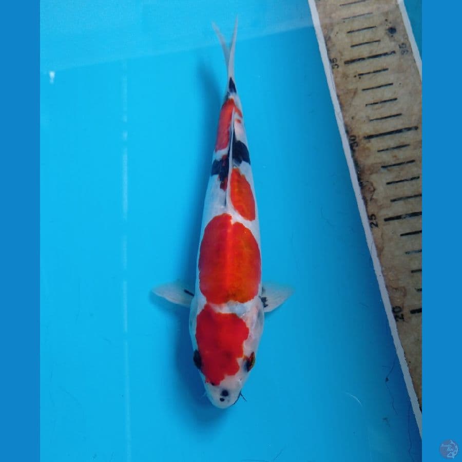 showa doit 21 cm