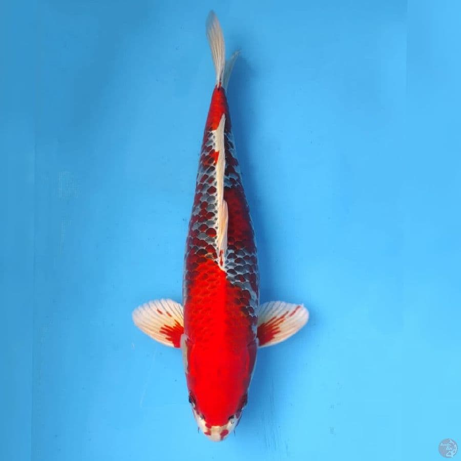 Red Kujaku