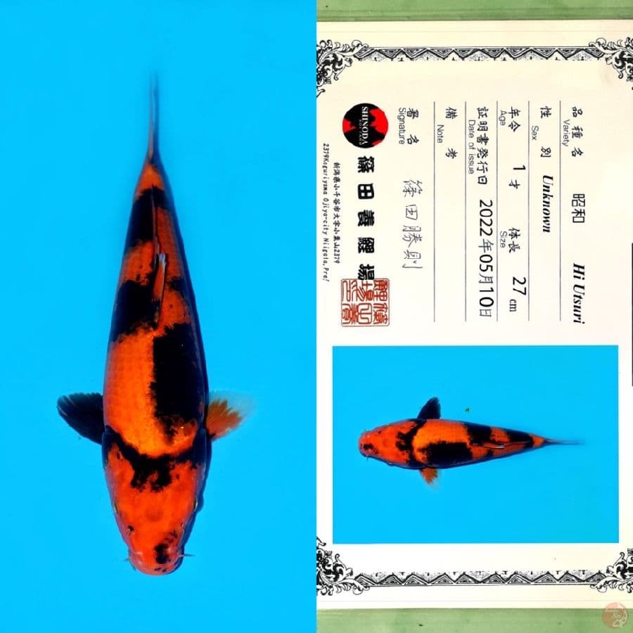 SHINODA HI UTSURI HQ 35CM
